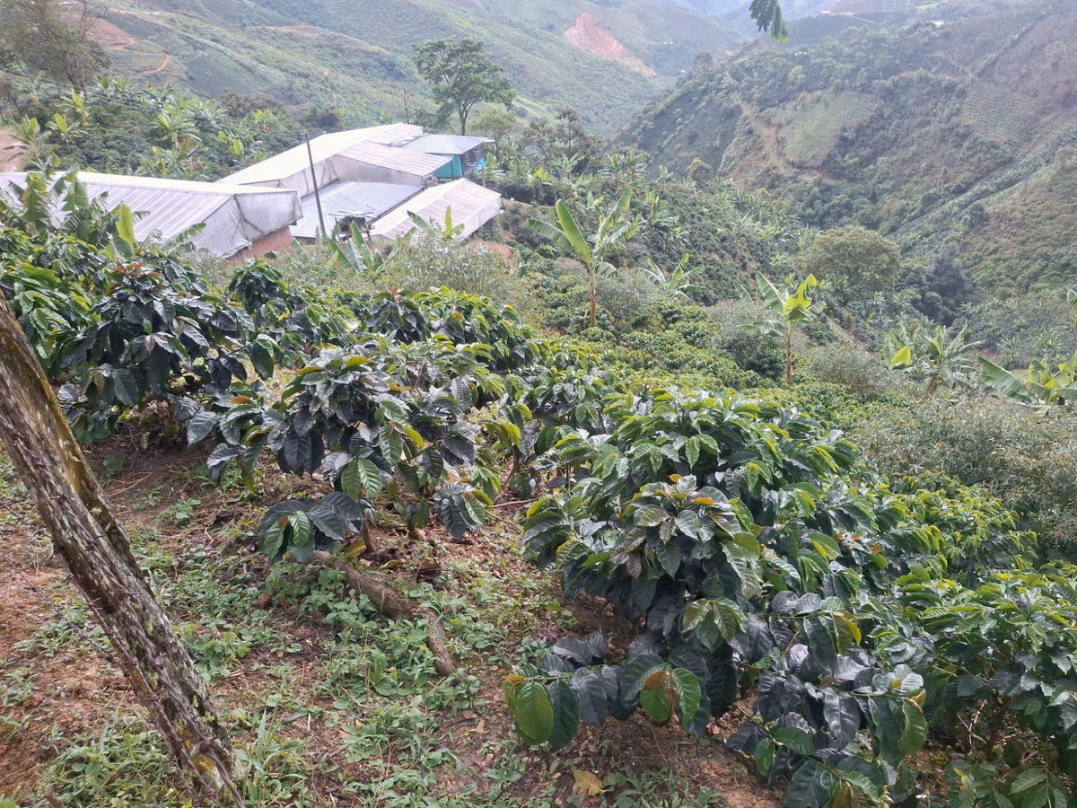 Aipecito Decaf