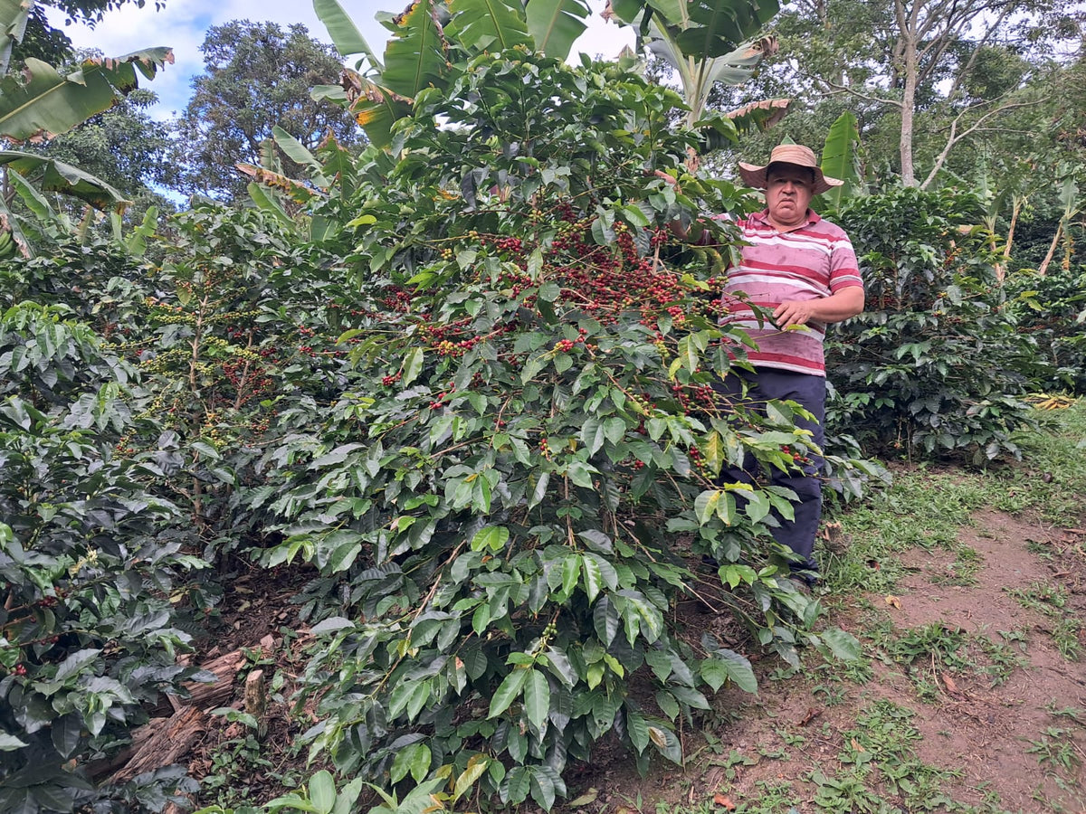 Aipecito Decaf