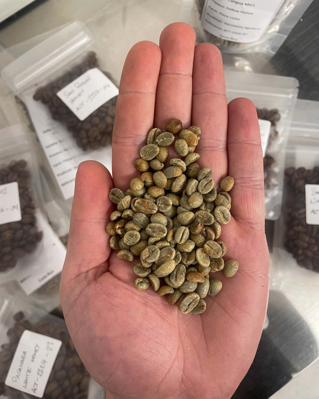 Costa Rican green coffee samples being roasted and assessed at Ómra