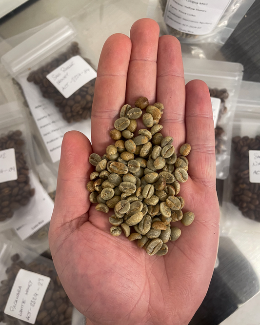 Sample Roasting Costa Rican Specialty Coffee at Ómra