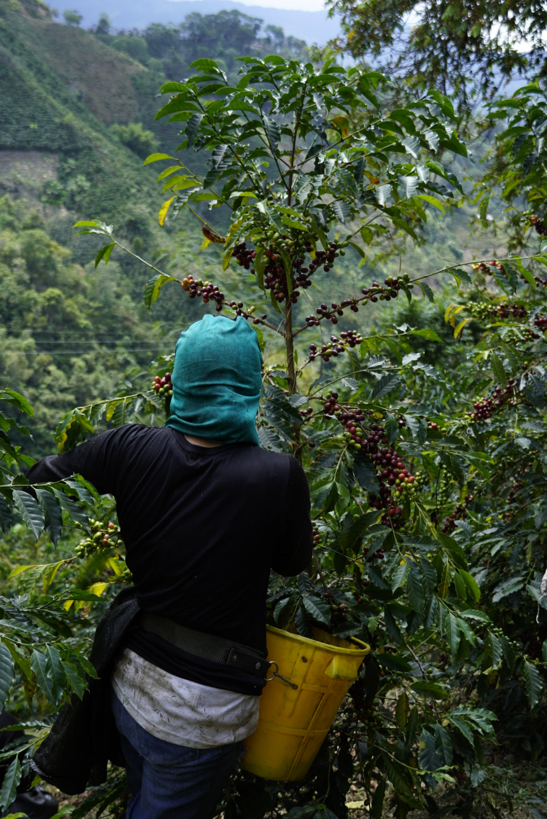 Coffee cherries being picked at Finca Nogales.