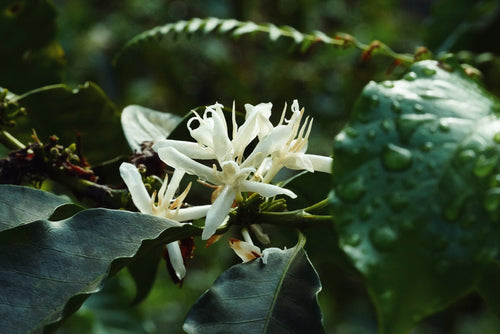 A coffee blossom among the leaves at Finca Nogales.