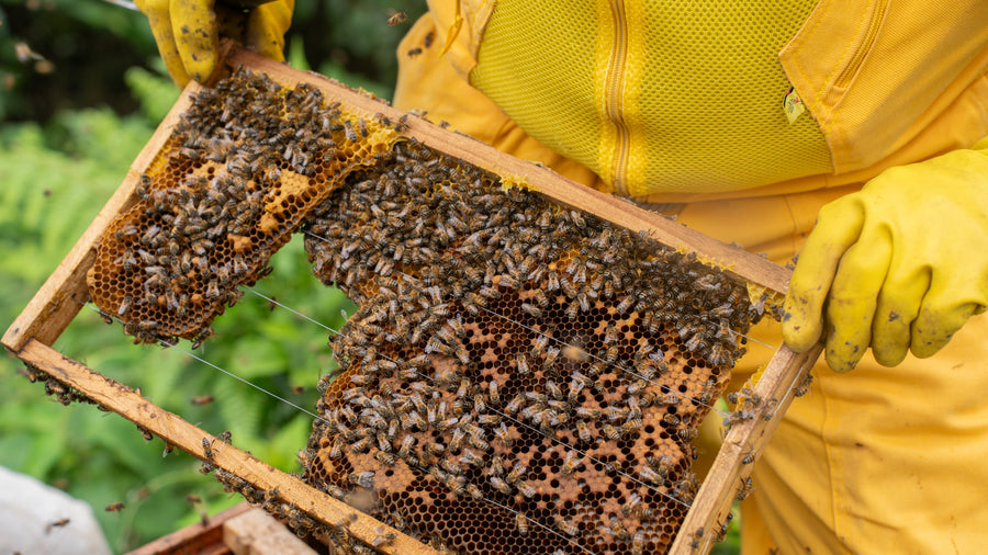 Forage