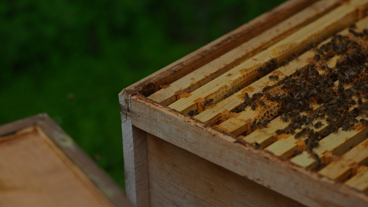 Honeybees moving across a hive frame