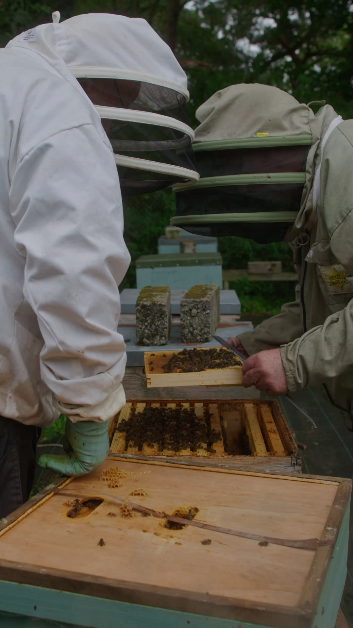 A beekeeper checks a hive in Kilrea, Northern Ireland.